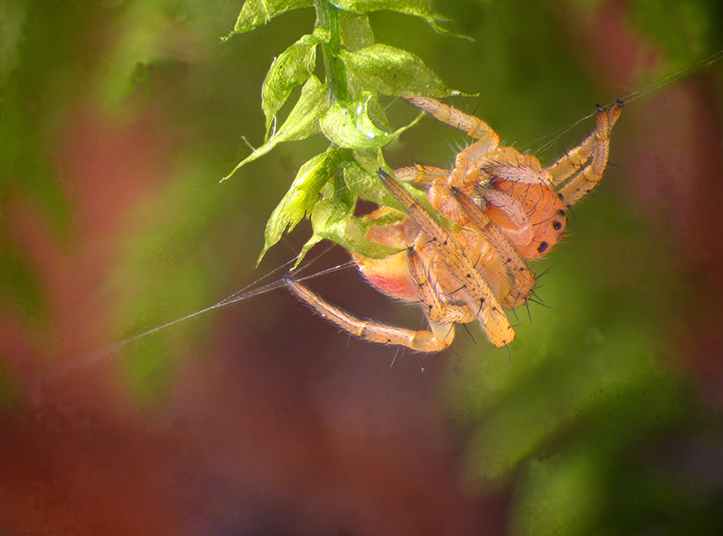 Araniella sp. immaturo?